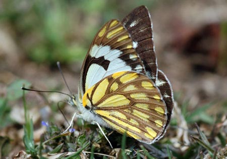 Pioneer or Cape White