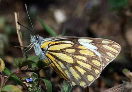 Pioneer or Cape White