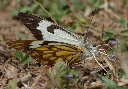 Pioneer or Cape White