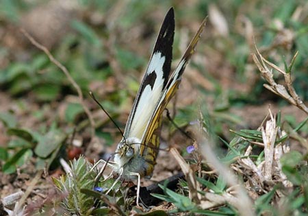 Pioneer or Cape White