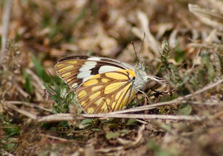 Pioneer or Cape White