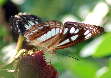 Chestnut Streaked Sailer