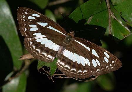 Chestnut Streaked Sailer