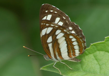 Common Sailer