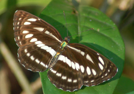 Common Sailer