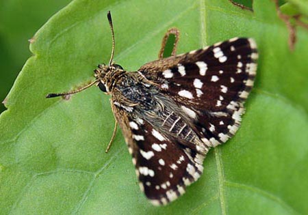 Indian Skipper