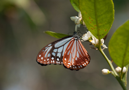 Chestnut Tiger