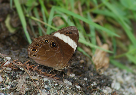 Straight-Banded Treebrown